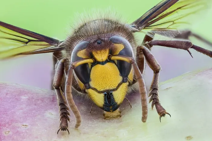 Framed Print : European hornet (Vespa crabro) Framed Print : European hornet (Vespa crabro)