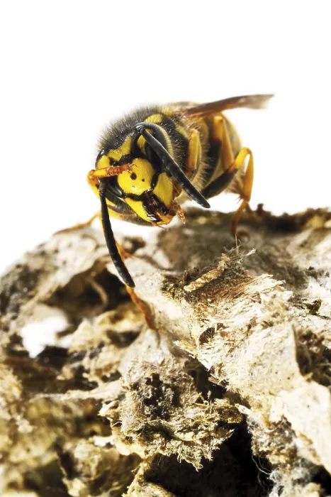 Framed Print : European Hornet (Vespa crabro) perched on its nest
