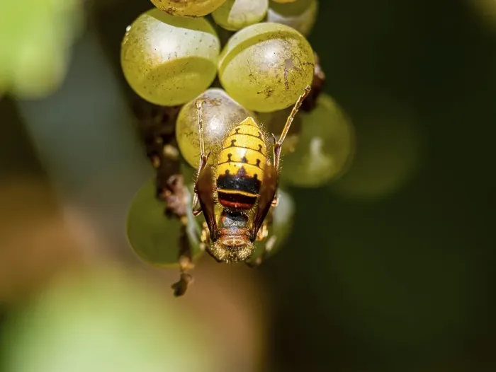 Framed Print : European hornet (Vespa crabro) on a vine Framed Print : European hornet (Vespa crabro) on a vine
