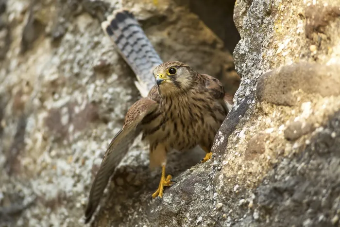 Framed Print : European Kestrel (Falco tinnunculus)