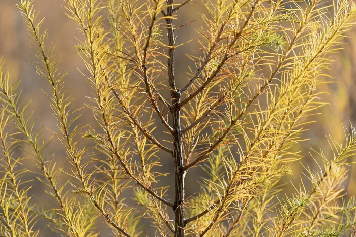 Framed Print : European larch (Larix decidua)