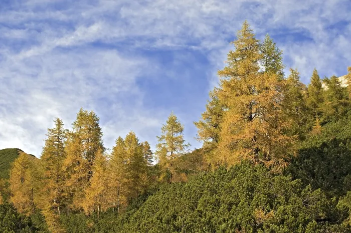 Framed Print : European Larch (Larix decidua) Framed Print : European Larch (Larix decidua)