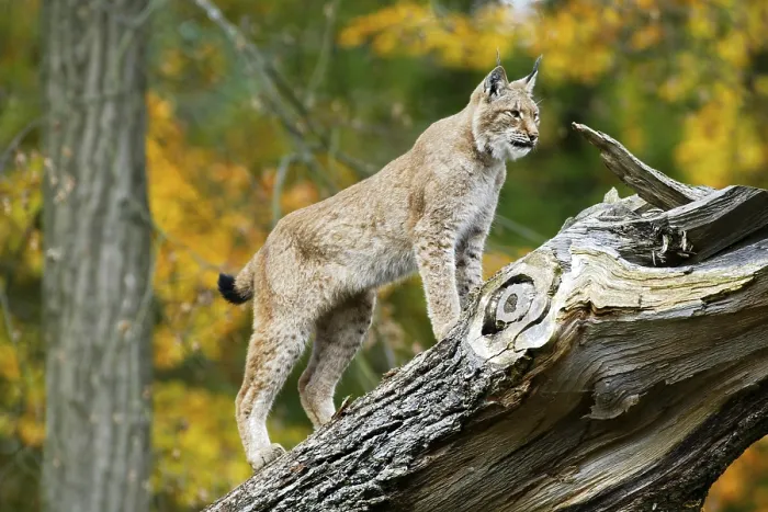 Framed Print : European Lynx, Eurasian lynx (Lynx lynx) Lynx Framed Print : European Lynx, Eurasian lynx (Lynx lynx) Lynx