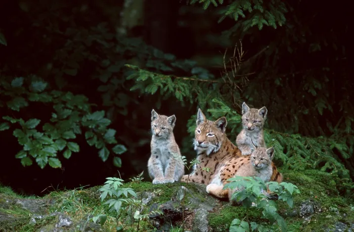 Framed Print : European Lynx (Lynx lynx), female with cubs