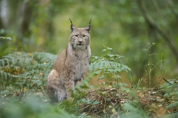 Framed Print : European Lynx (Lynx lynx), in forest, captive