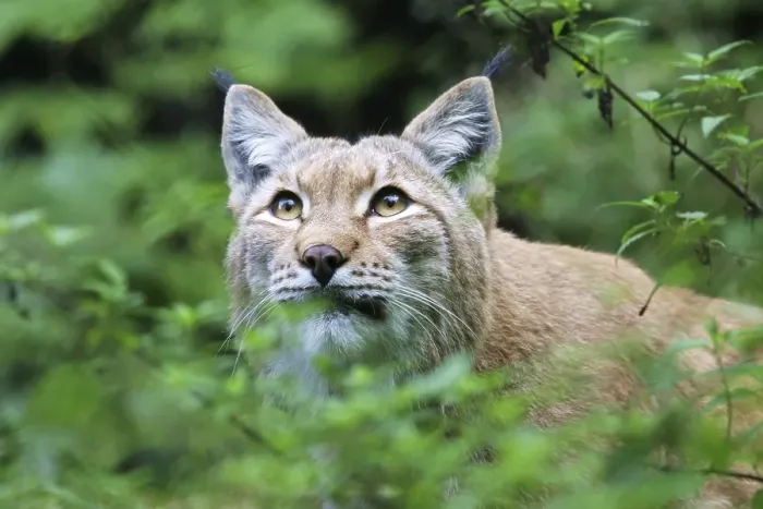 Framed Print : European lynx peers (Lynx lynx), captive Framed Print : European lynx peers (Lynx lynx), captive
