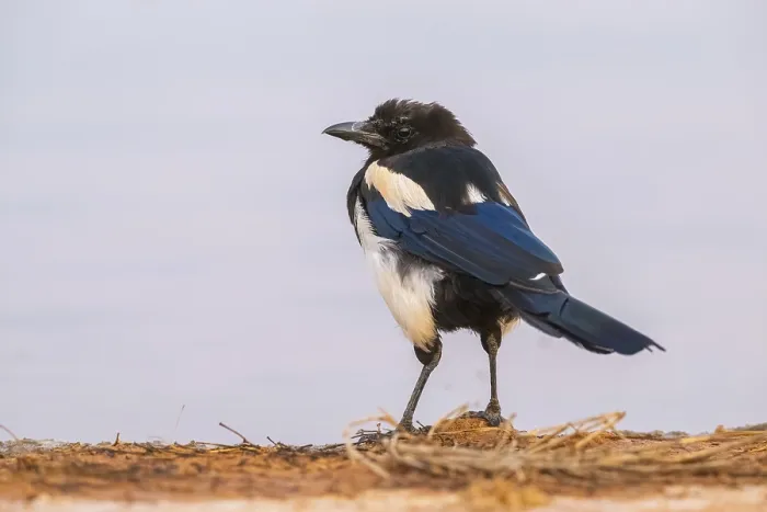 Framed Print : European magpie (Pica pica) on a farmers field at a drinking pool Framed Print : European magpie (Pica pica) on a farmers field at a drinking pool