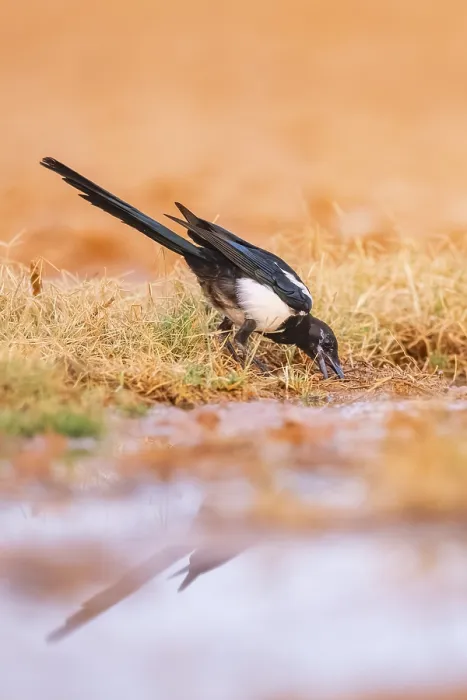 Framed Print : European magpie (Pica pica) on a farmers field at a drinking pool