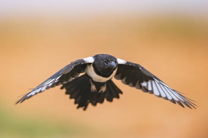Framed Print : European magpie (Pica pica) flying over a field