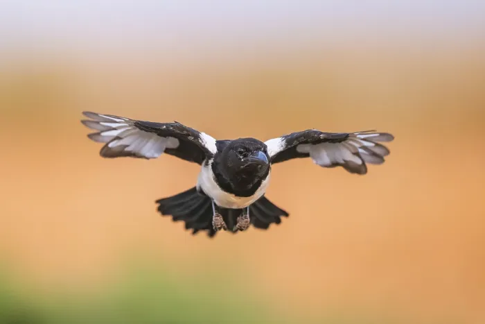 Framed Print : European magpie (Pica pica) flying over a field Framed Print : European magpie (Pica pica) flying over a field