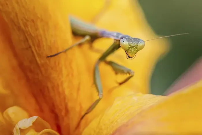 Framed Print : European mantis (mantis religiosa) on a flower