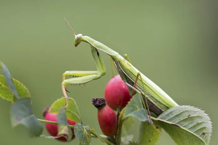 Framed Print : European mantis (Mantis religiosa) sits on rose hips