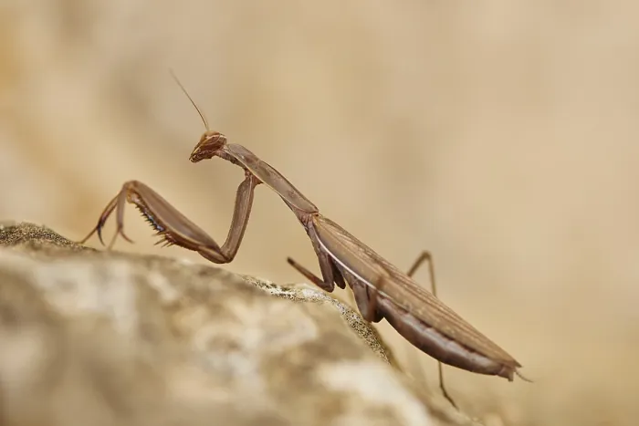 Framed Print : European mantis (Mantis religiosa) on stone