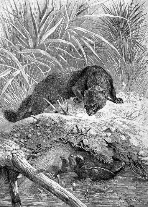 Framed Print : European mink (Mustela lutreola)