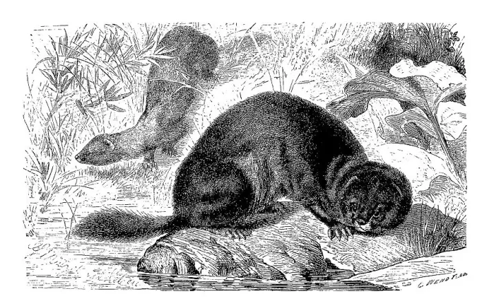Framed Print : European mink (Mustela lutreola) Framed Print : European mink (Mustela lutreola)