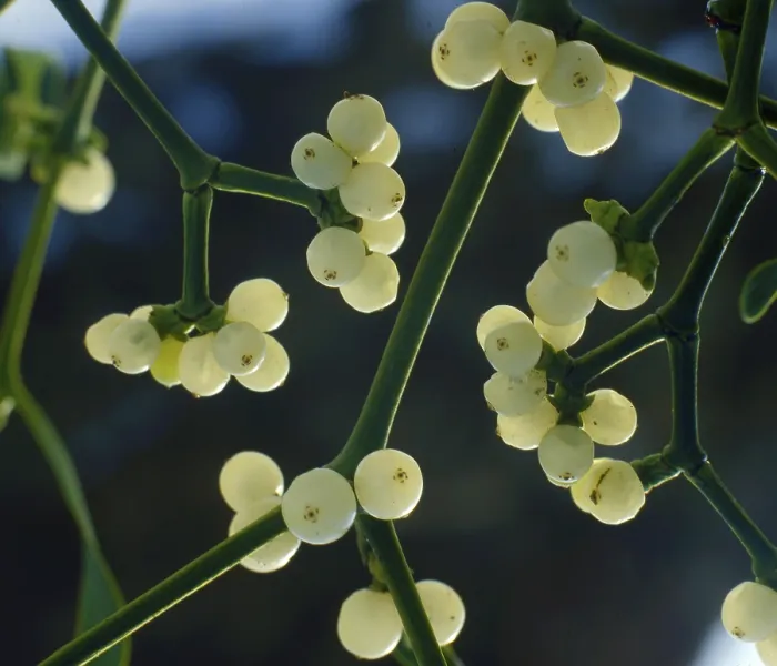 Framed Print : European mistletoe (Viscum album) Framed Print : European mistletoe (Viscum album)
