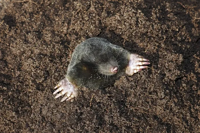 Framed Print : European Mole, Common Mole or Northern Mole (Talpa europaea) in a molehill with freshly dug earth