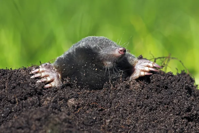 Framed Print : European Mole, Common Mole or Northern Mole (Talpa europaea) in a molehill on a green meadow Framed Print : European Mole, Common Mole or Northern Mole (Talpa europaea) in a molehill on a green meadow