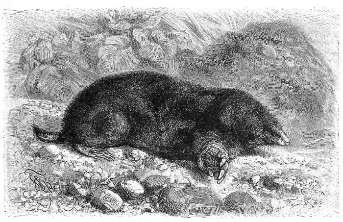 Framed Print : European mole (Talpa europaea)