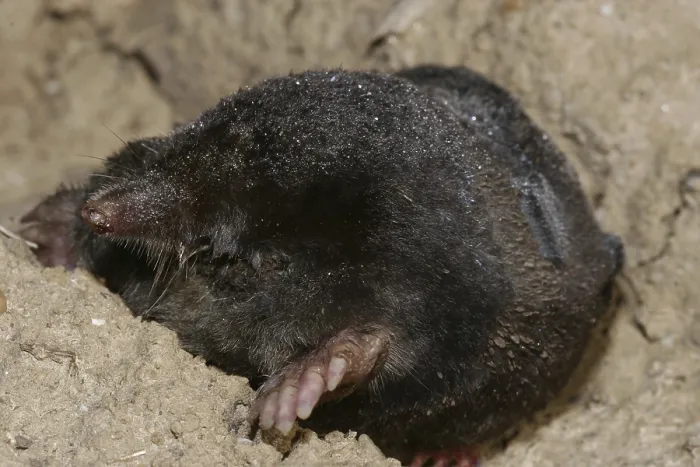 Framed Print : European mole (Talpa europaea)
