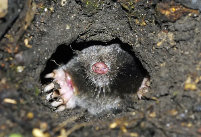 Framed Print : European Mole (Talpa europaea) Framed Print : European Mole (Talpa europaea)