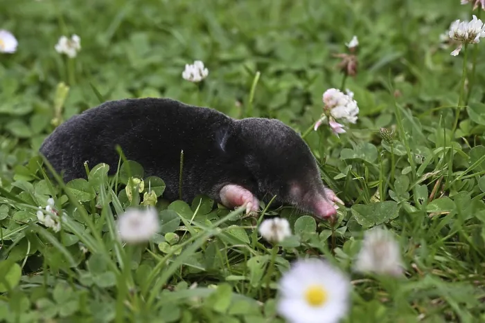 Framed Print : European mole (Talpa europaea) on the lawn