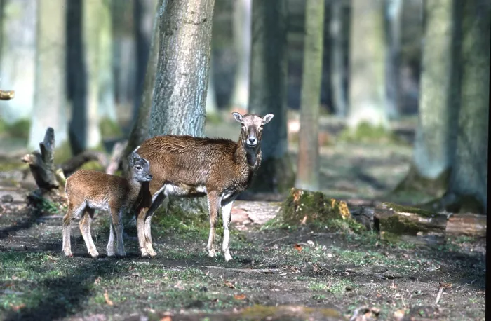 Framed Print : European mouflon