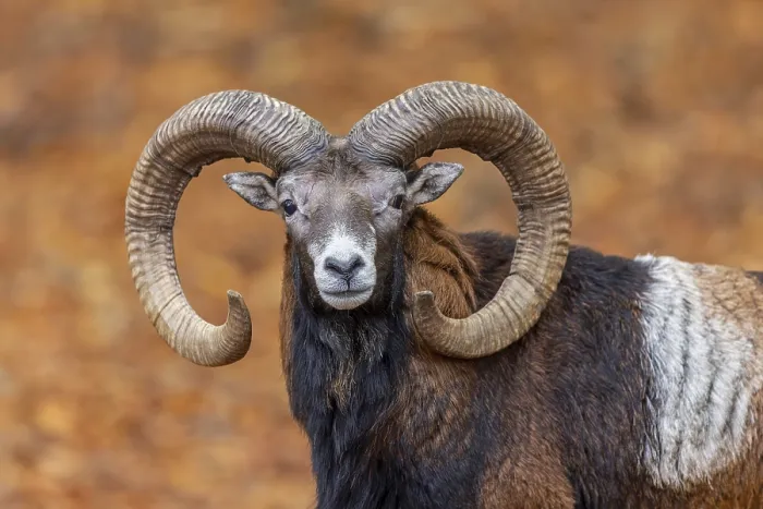 Framed Print : European mouflon (Ovis aries musimon)