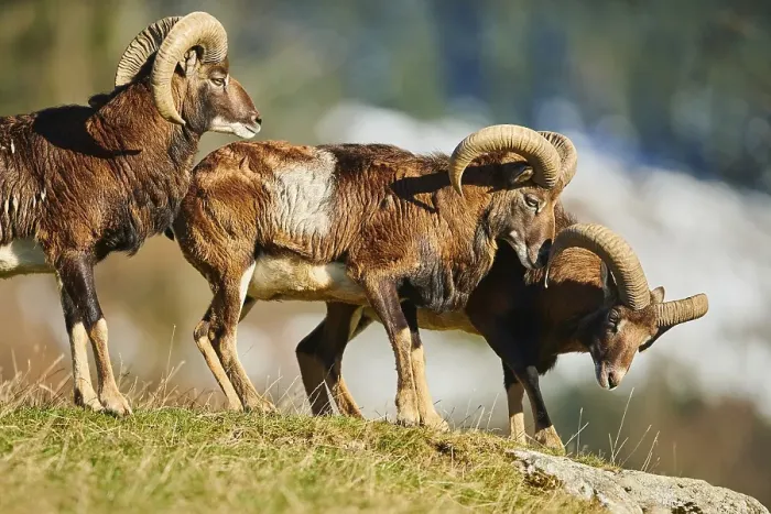 Framed Print : European mouflon (Ovis aries musimon) ram (male) in the alps Framed Print : European mouflon (Ovis aries musimon) ram (male) in the alps