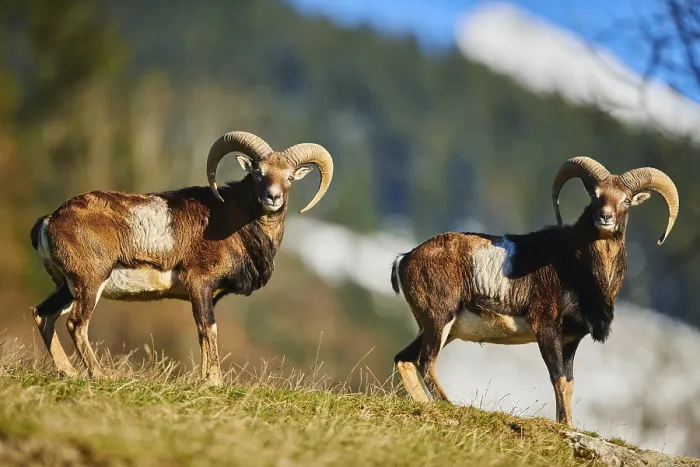 Framed Print : European mouflon (Ovis aries musimon) ram (male) in the alps