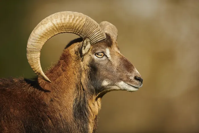 Framed Print : European mouflon (Ovis aries musimon ram (male) portrait in the alps