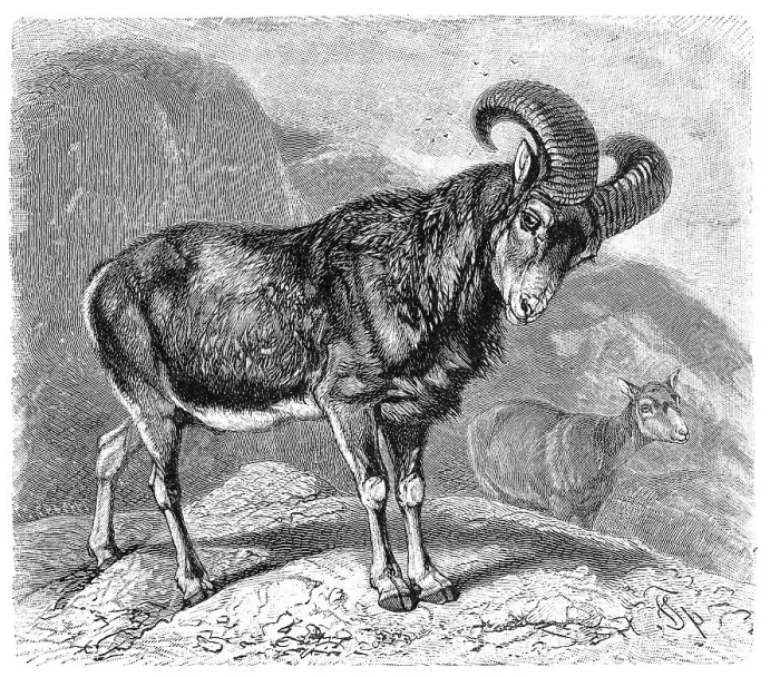 Framed Print : European mouflon (Ovis aries musimon) syn