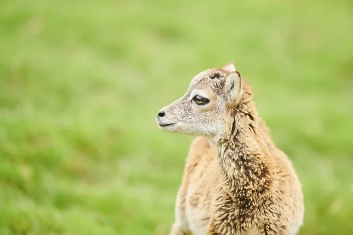 Framed Print : European mouflon (Ovis aries musimon) youngster standing on a meadow Framed Print : European mouflon (Ovis aries musimon) youngster standing on a meadow