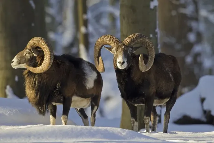 Framed Print : Two European Mouflon (Ovis gmelini musimon) (Ovis aries orientalis) rams in forest in the snow in winter