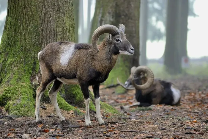 Framed Print : European mouflon (Ovis orientalis musimon) Framed Print : European mouflon (Ovis orientalis musimon)