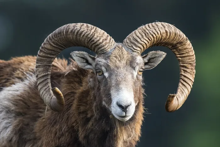 Framed Print : European mouflon (Ovis orientalis musimon) Framed Print : European mouflon (Ovis orientalis musimon)