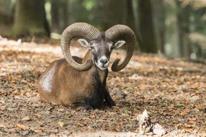 Framed Print : European mouflon (Ovis orientalis musimon)