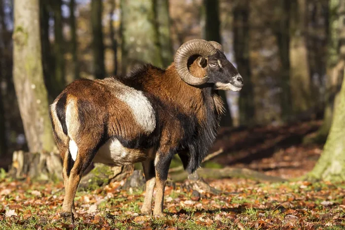 Framed Print : European Mouflon (Ovis orientalis musimon)