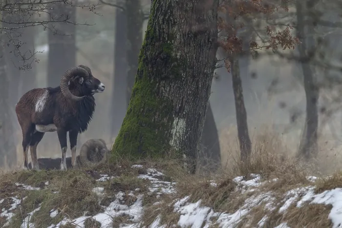 Framed Print : A European mouflon ram (Ovis gmelini) on a cloudy winter day Framed Print : A European mouflon ram (Ovis gmelini) on a cloudy winter day