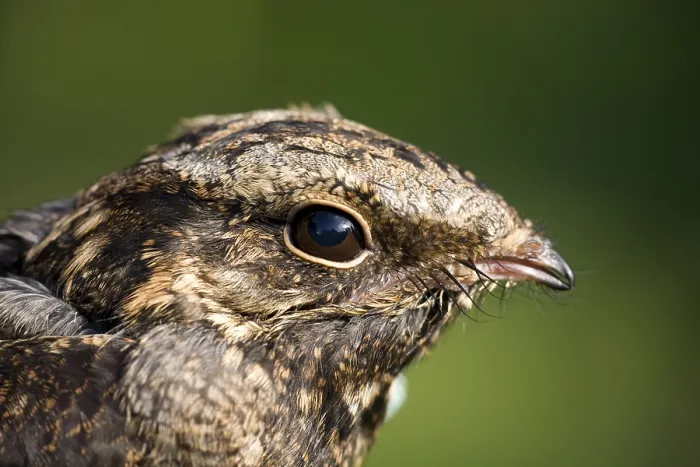 Framed Print : European Nightjar (Caprimulgus europaeus) Framed Print : European Nightjar (Caprimulgus europaeus)