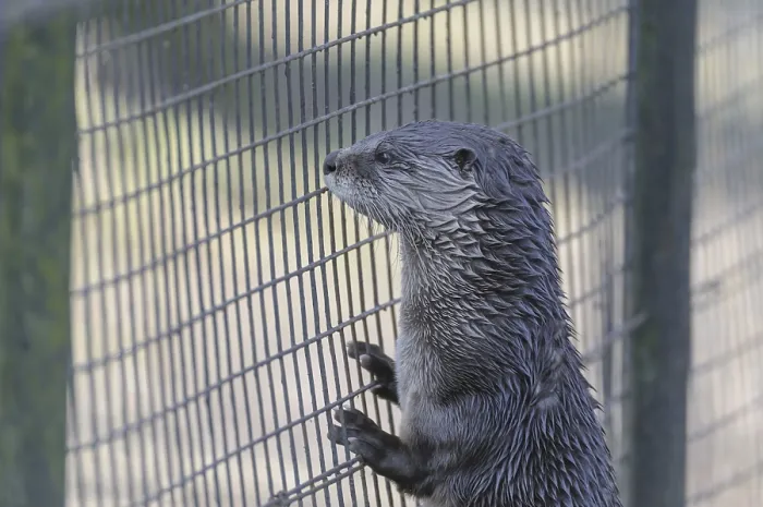 Framed Print : European otter (Lutra lutra)