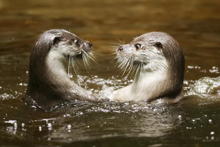 Framed Print : European otter (Lutra lutra) Framed Print : European otter (Lutra lutra)
