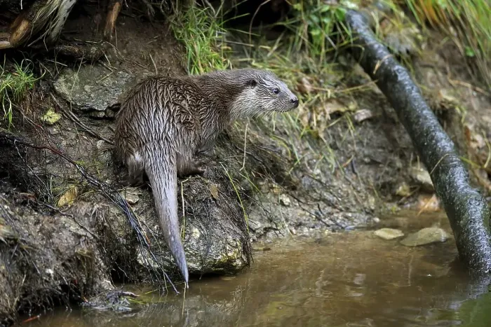 Framed Print : European otter (Lutra lutra), adult Framed Print : European otter (Lutra lutra), adult
