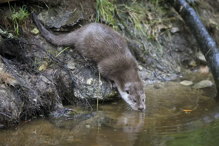 Framed Print : European otter (Lutra lutra), adult Framed Print : European otter (Lutra lutra), adult