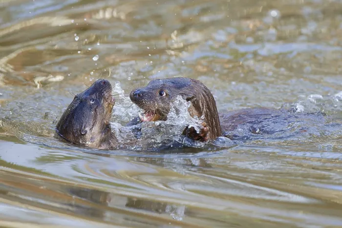 Framed Print : European otter (Lutra lutra), adult Framed Print : European otter (Lutra lutra), adult