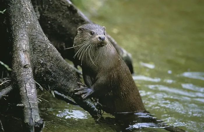 Framed Print : European Otter (lutra lutra), Adult standing in Water Framed Print : European Otter (lutra lutra), Adult standing in Water