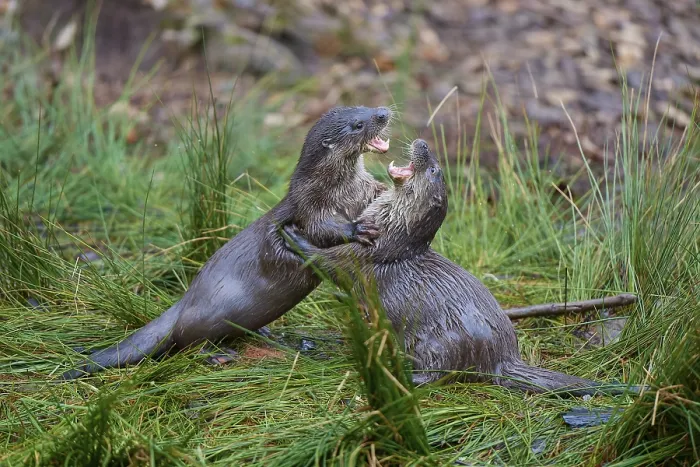 Framed Print : European otter (Lutra lutra), two animals fighting on the bank