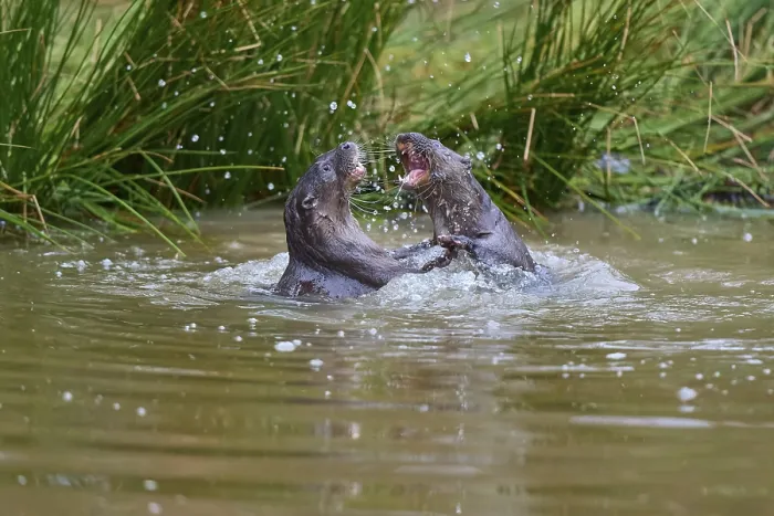 Framed Print : European Otter (Lutra lutra), two animals play and fight in pond