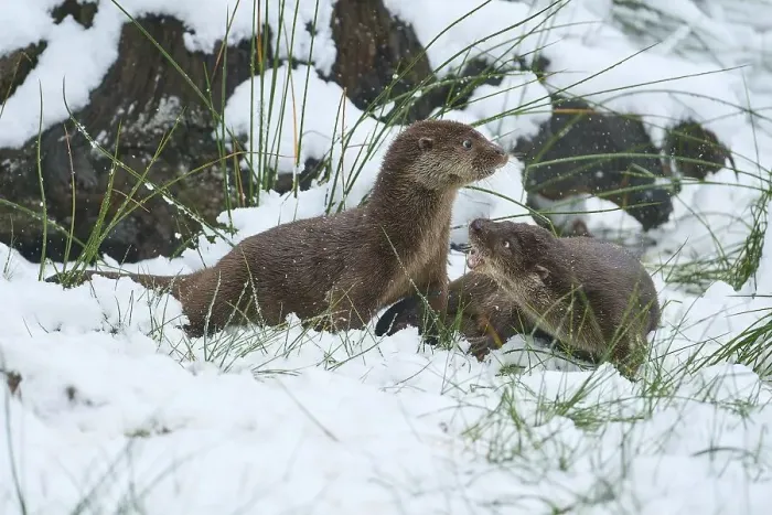 Framed Print : European otter (Lutra lutra), two animals playing in the snow