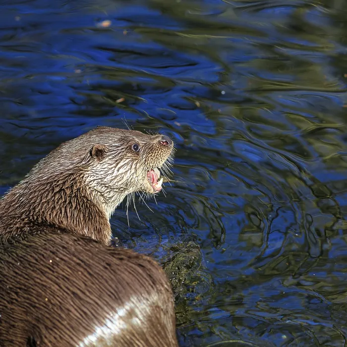 Framed Print : European otter (Lutra lutra) looking for prey in the pond